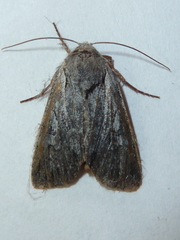 Lacinipolia patalis
