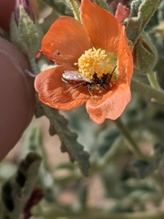 Macrotera