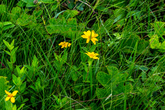 Osteospermum grandidentatum