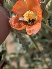 Macrotera