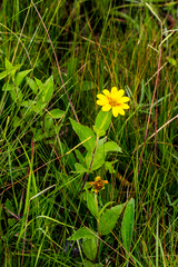 Osteospermum grandidentatum