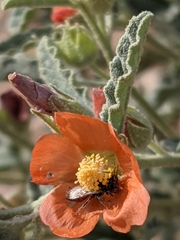 Macrotera