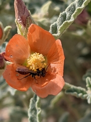 Macrotera