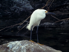 Egretta thula