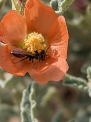 Macrotera