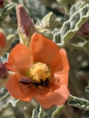 Macrotera