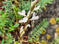 Onobrychis ruprechtii