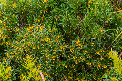 Searsia grandidens