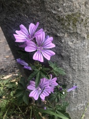 Malva sylvestris