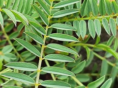 Onobrychis ruprechtii