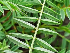 Onobrychis ruprechtii