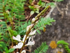 Onobrychis ruprechtii