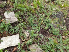 Onobrychis ruprechtii