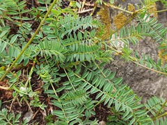 Onobrychis ruprechtii