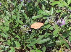 Rhodostrophia calabra