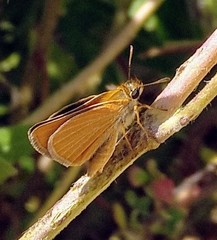 Thymelicus acteon