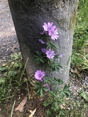 Malva sylvestris