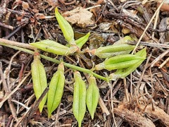 Oxytropis dasypoda
