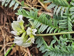 Oxytropis dasypoda