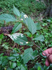 Solanum nigrescens