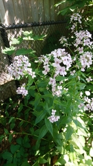 Hesperis matronalis