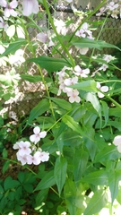 Hesperis matronalis
