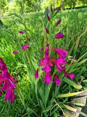 Gladiolus