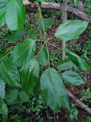 Rubus adenotrichos