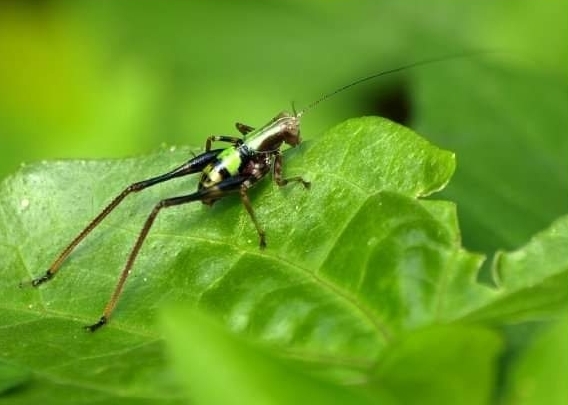 Isopsera