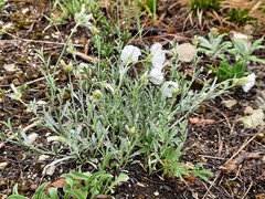 Convolvulus calvertii ruprechtii