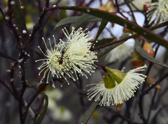 Eucalyptus captiosa
