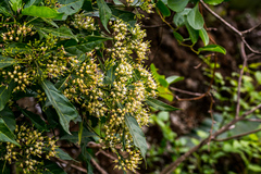 Tarenna pavettoides