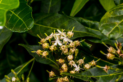 Tarenna pavettoides