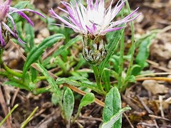 Psephellus boissieri