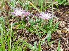 Psephellus boissieri