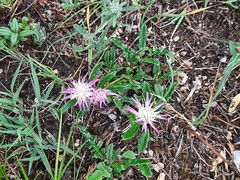 Psephellus boissieri