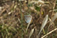 Polyommatus icarus