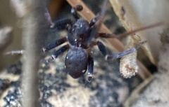 Pulchellodromus bistigma