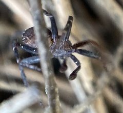 Pulchellodromus bistigma