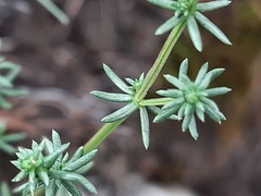 Galium brachyphyllum