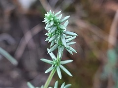 Galium brachyphyllum