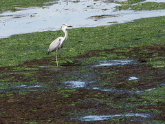 Ardea cinerea