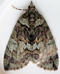 Hydriomena transfigurata