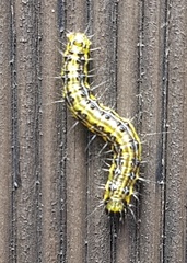 Cydalima