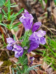 Dracocephalum austriacum