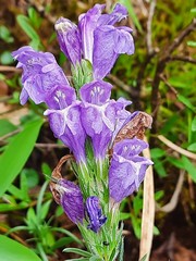 Dracocephalum austriacum