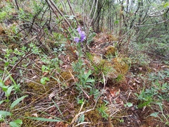 Dracocephalum austriacum
