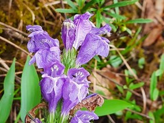 Dracocephalum austriacum