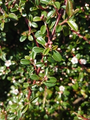 Cotoneaster × suecicus