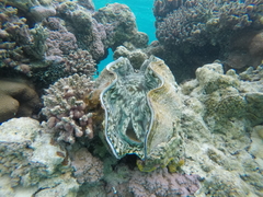 Tridacna derasa